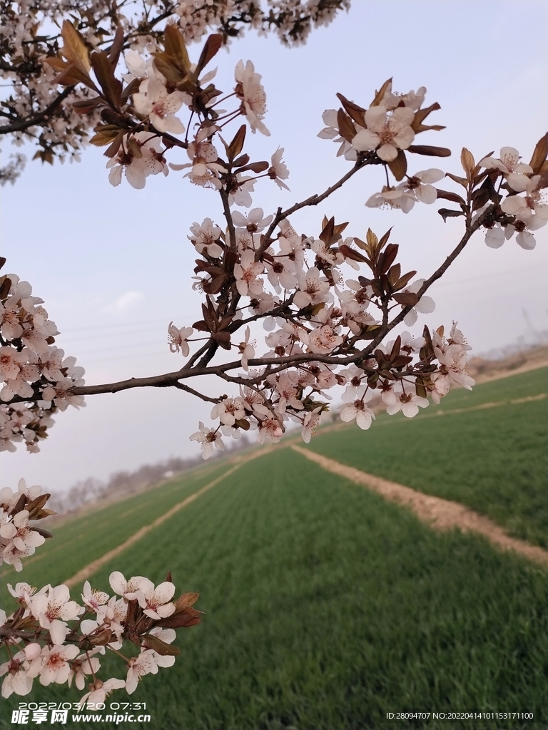 紫叶李