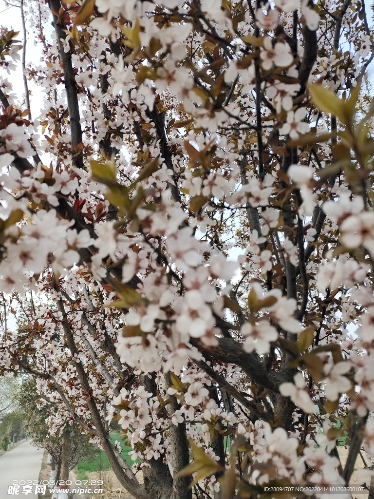 紫叶李