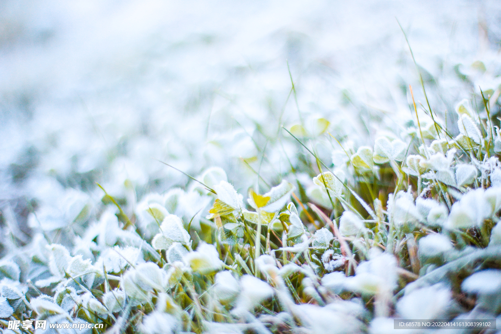 冰霜草地