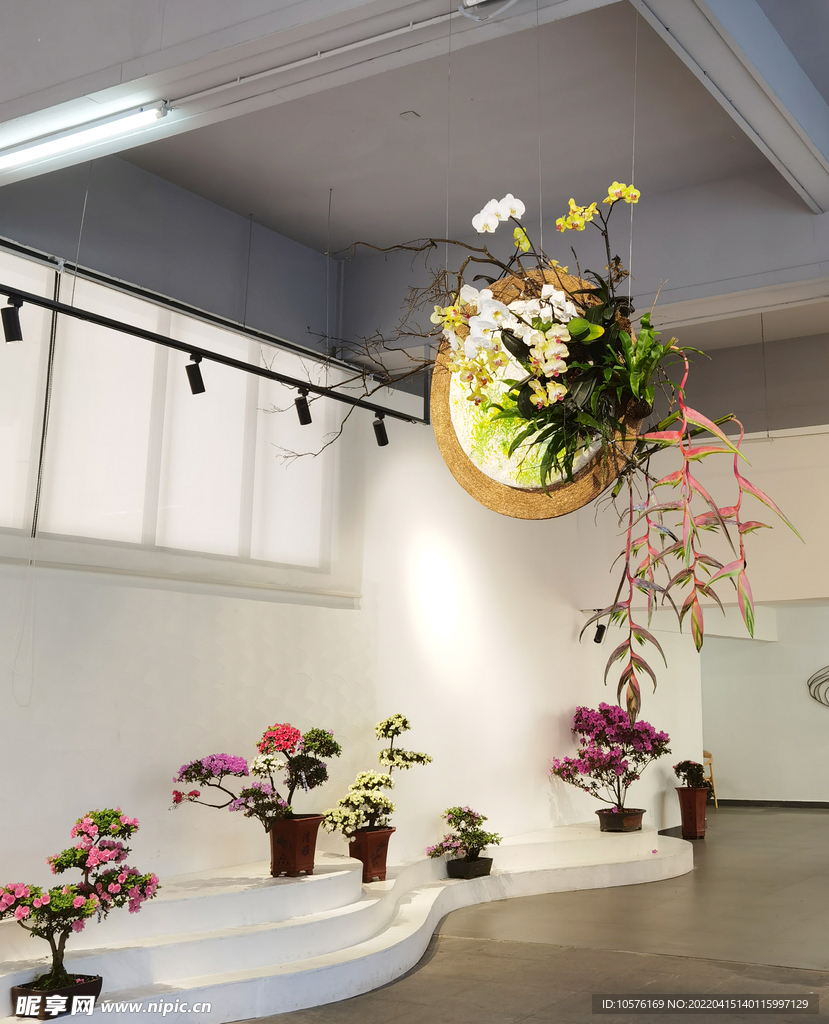 深圳梧桐山花展