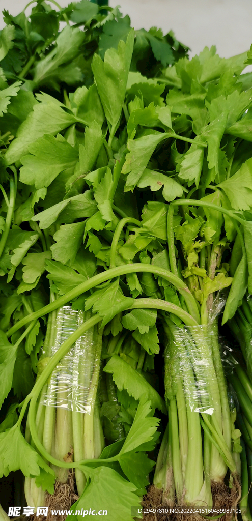 香菜