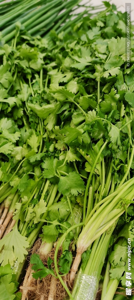 香菜