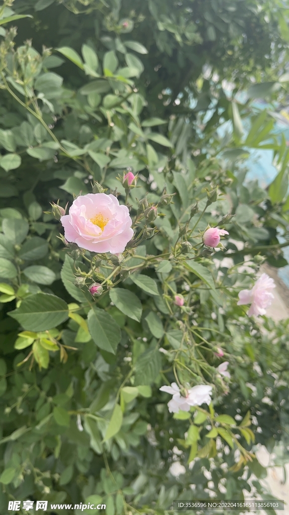 蔷薇花
