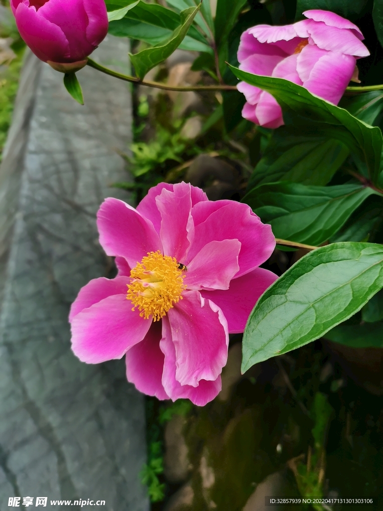 花