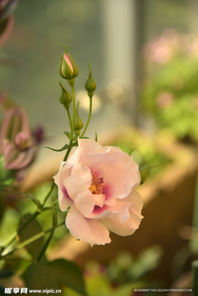 月季花