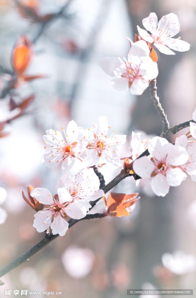 粉白色花花
