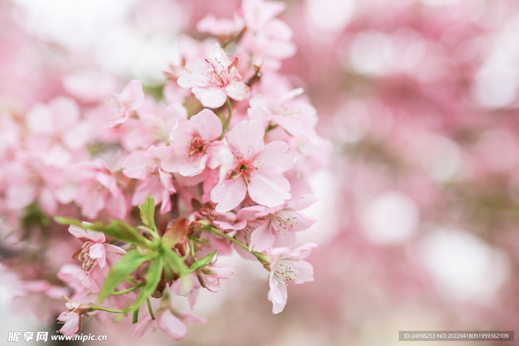 春天桃花海棠