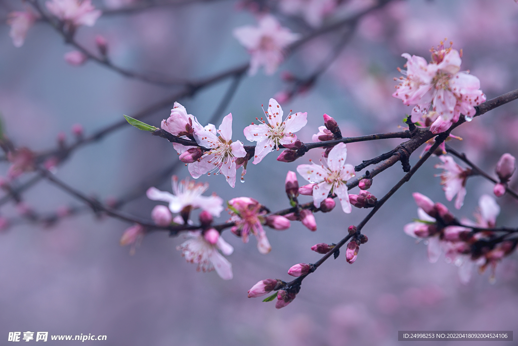 粉色桃花