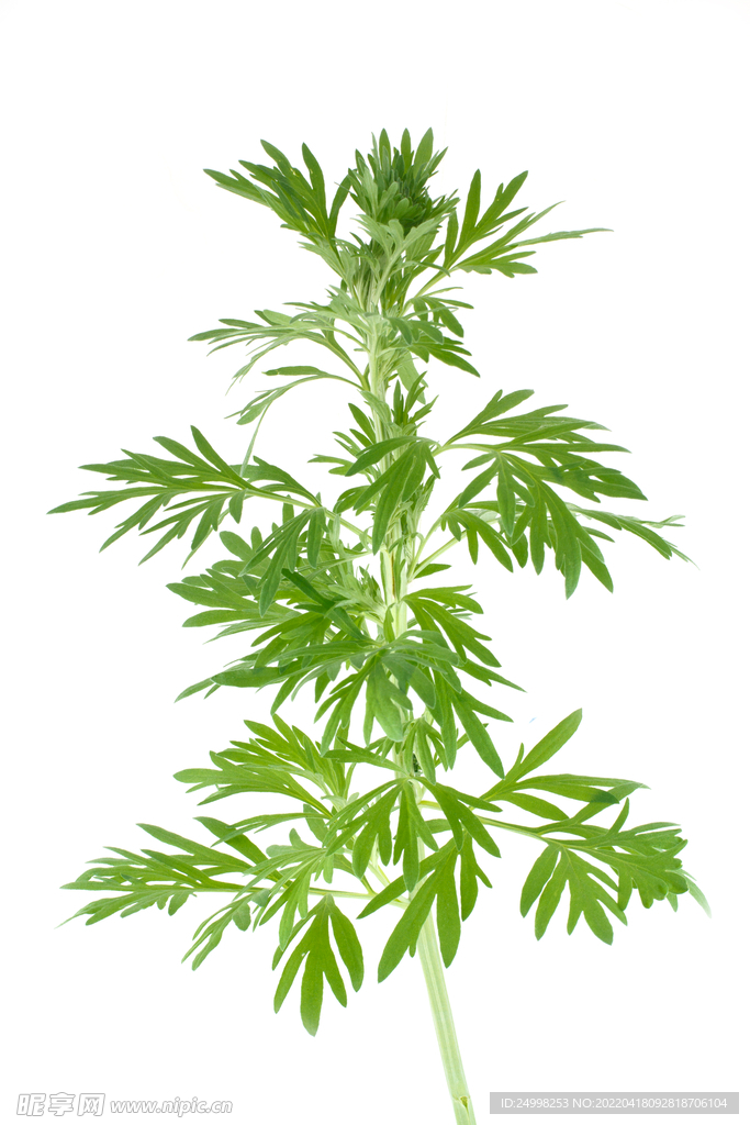 艾草