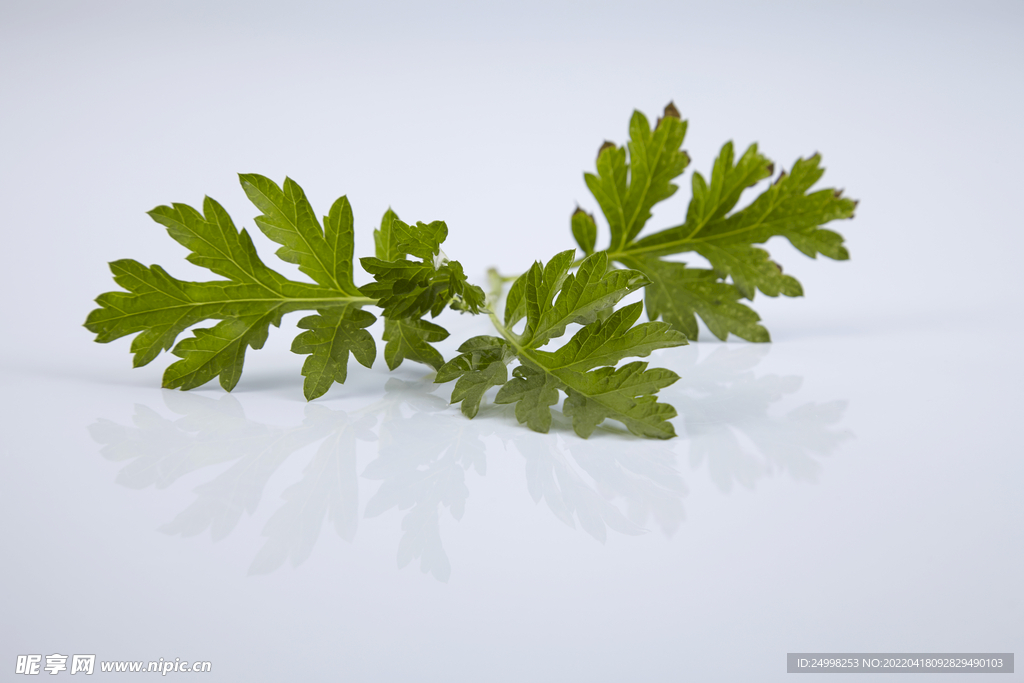 艾草植物