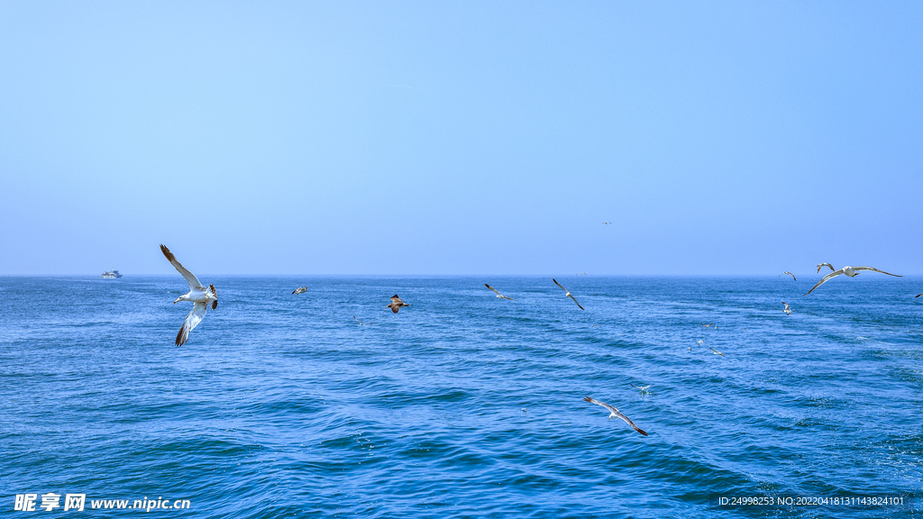 海洋海鸥