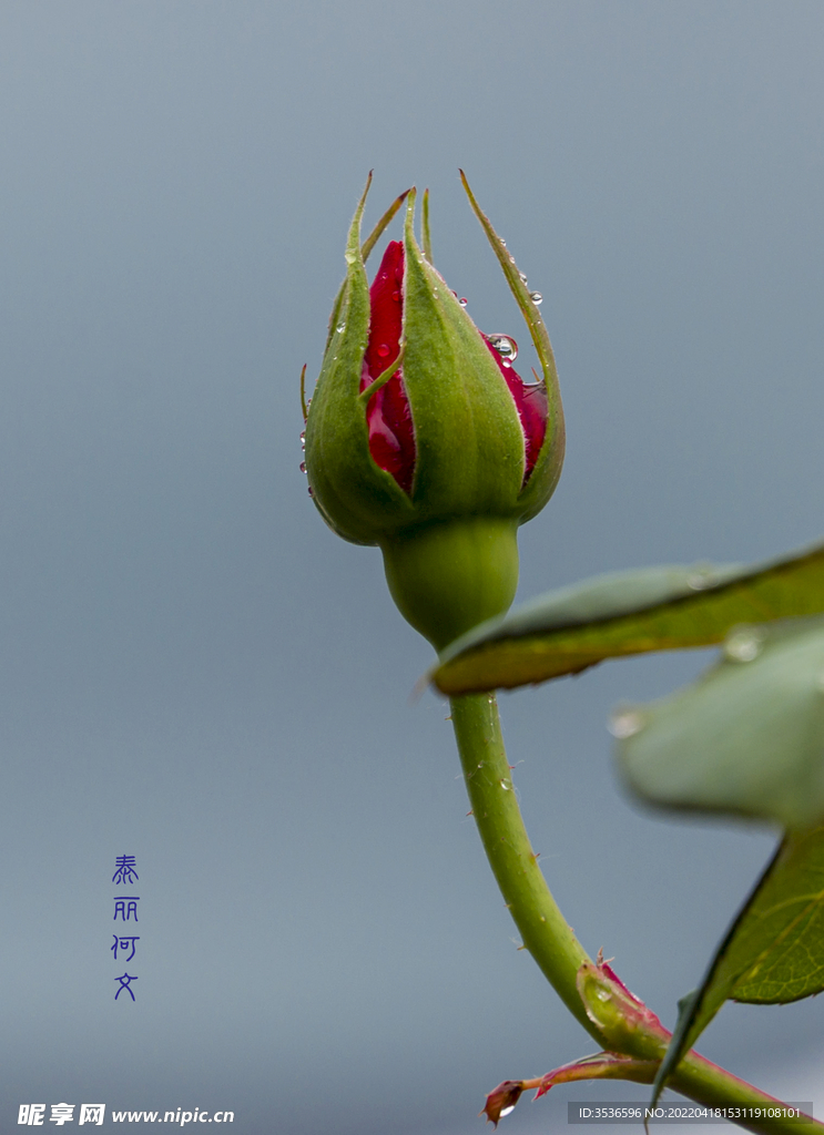含苞待放的花儿