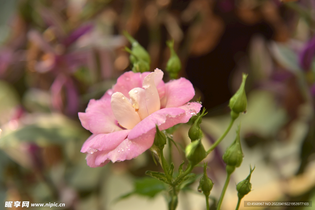 月季花