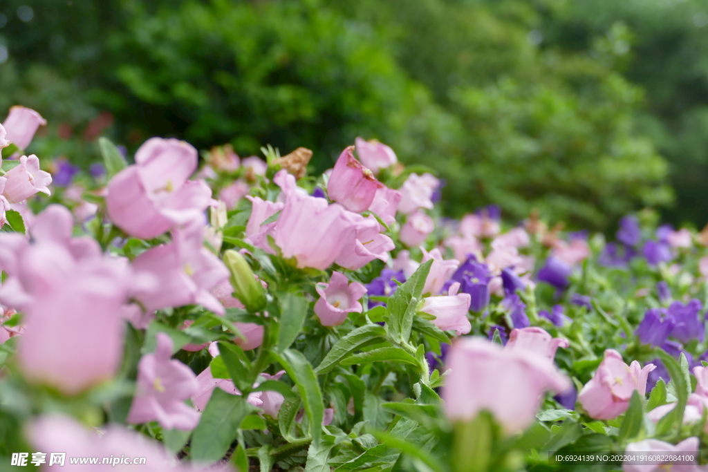 花