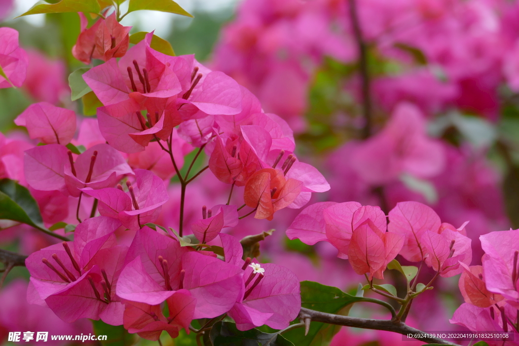 花
