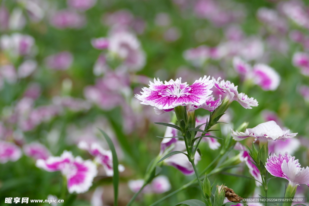 小花