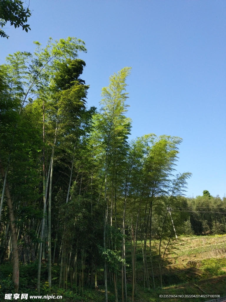 竹