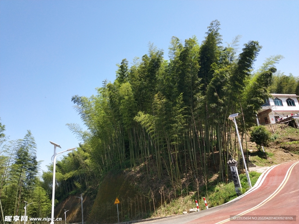 竹