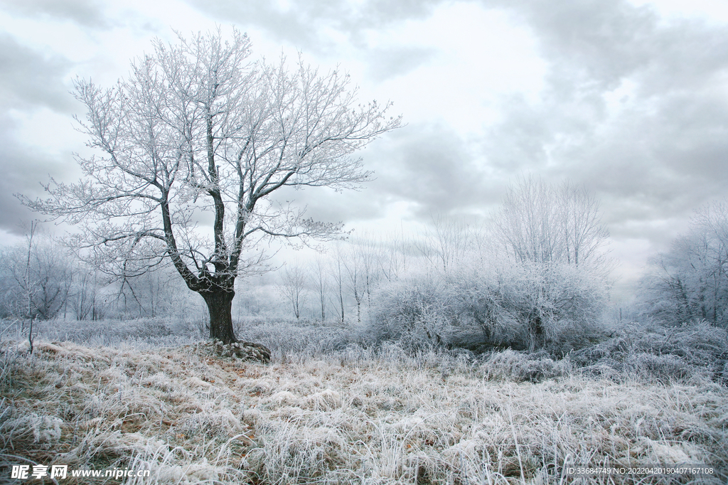 冬天的森林 雪地