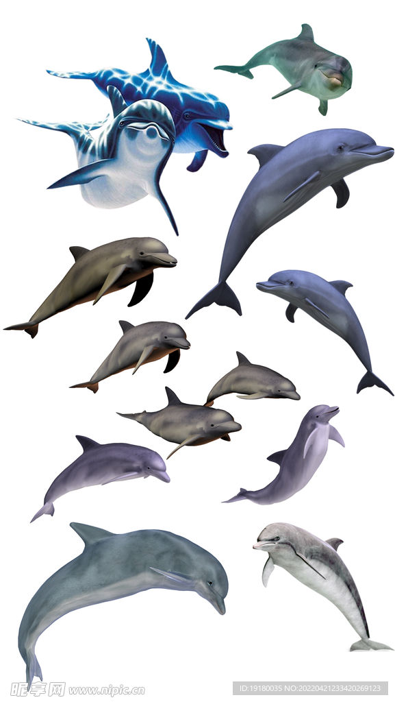高清免扣海豚素材