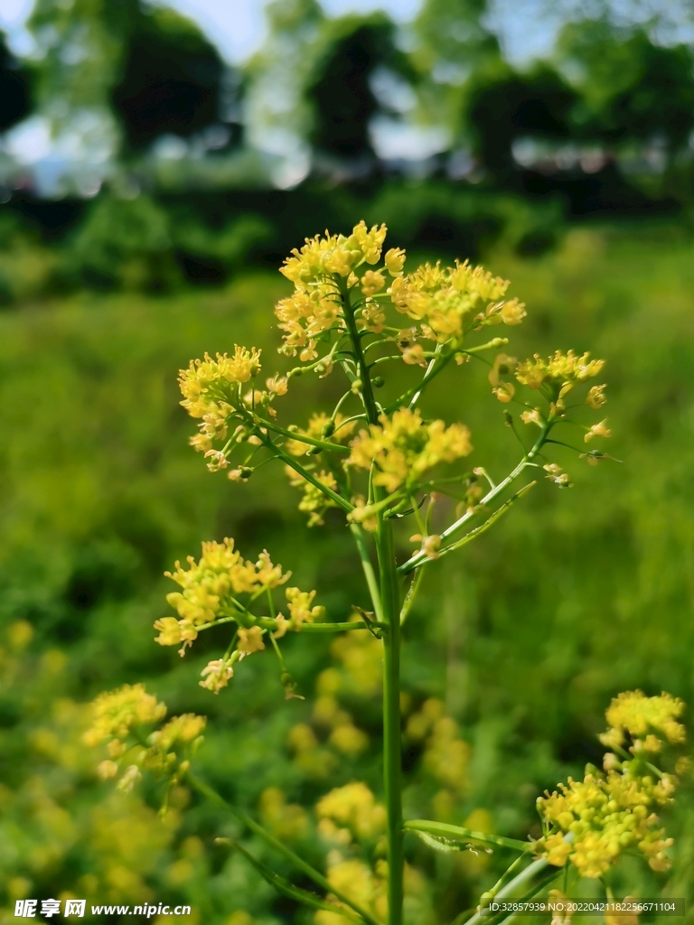 春日黄花