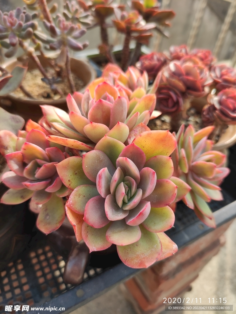 绮罗