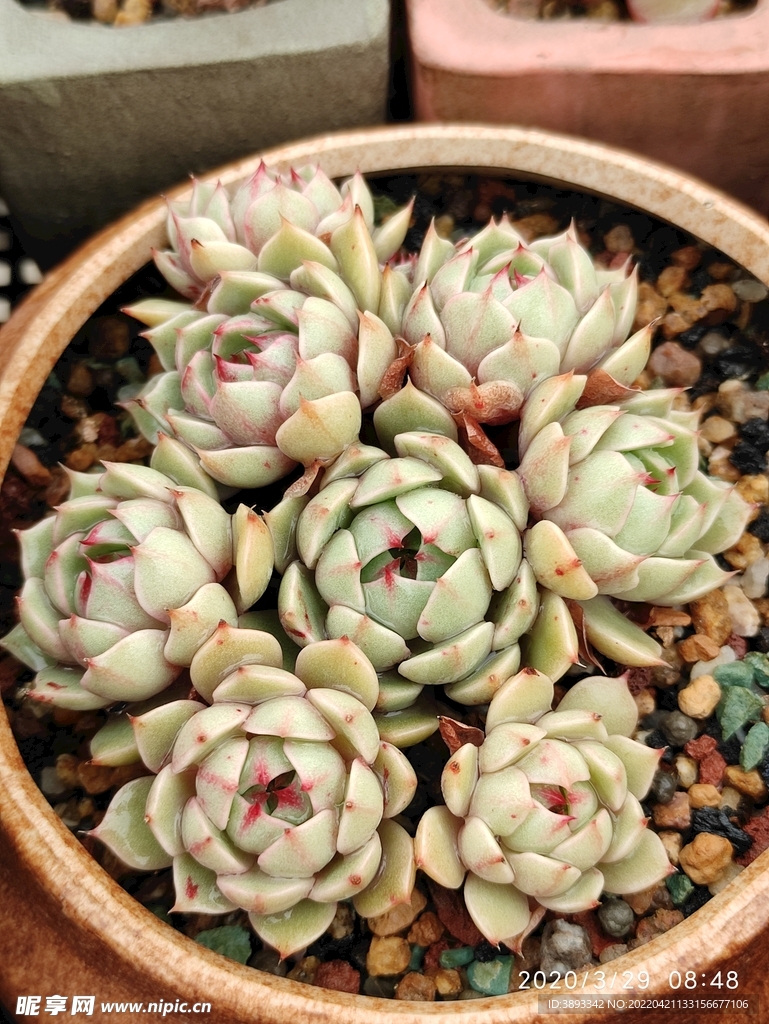 苯芭