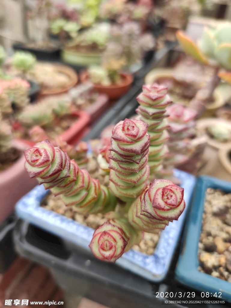 钱串