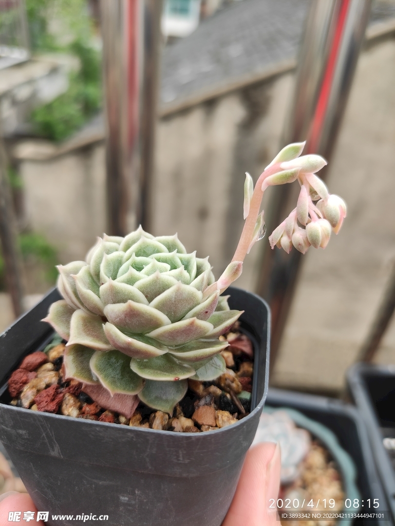 昂思诺