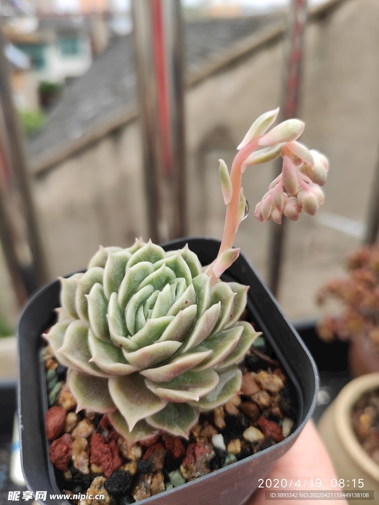 昂思诺