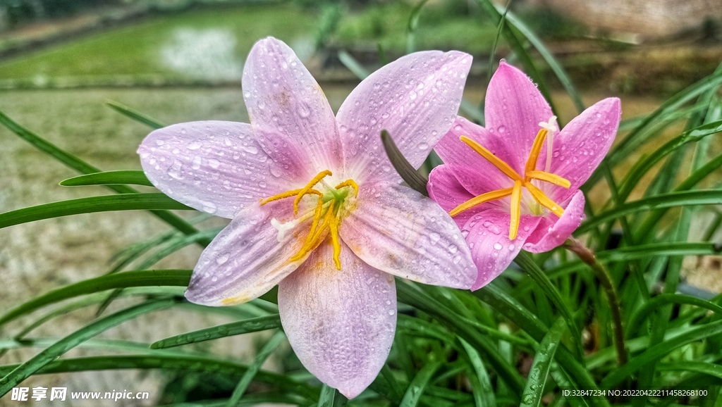 雨后兰花