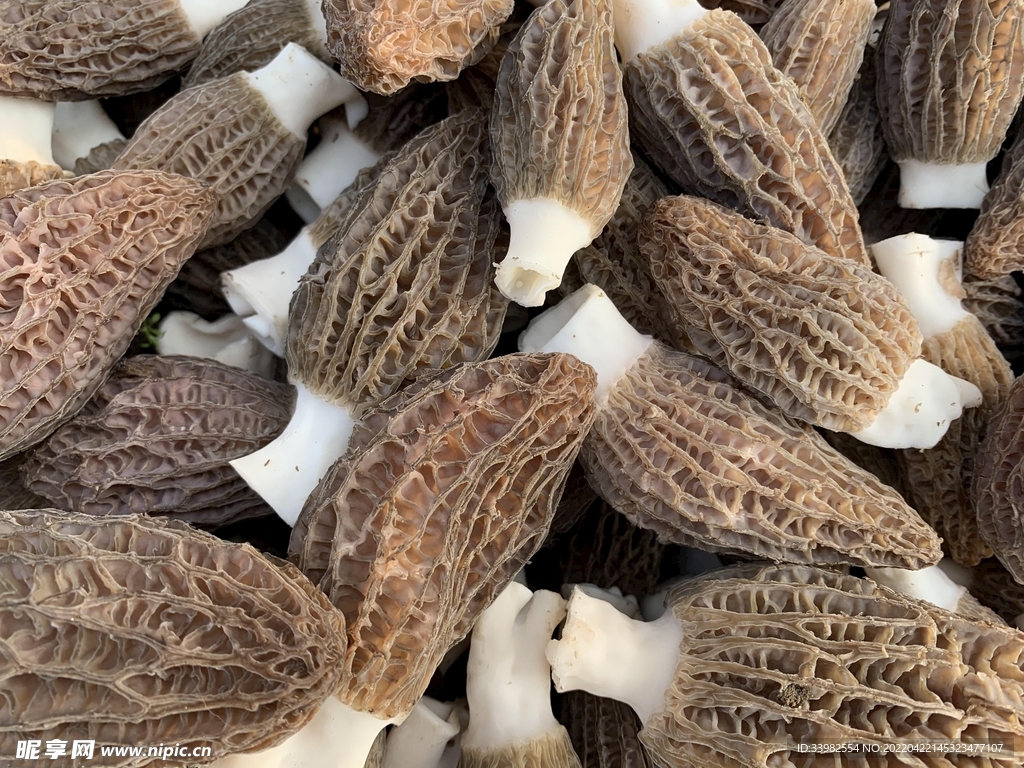 羊肚菌素材