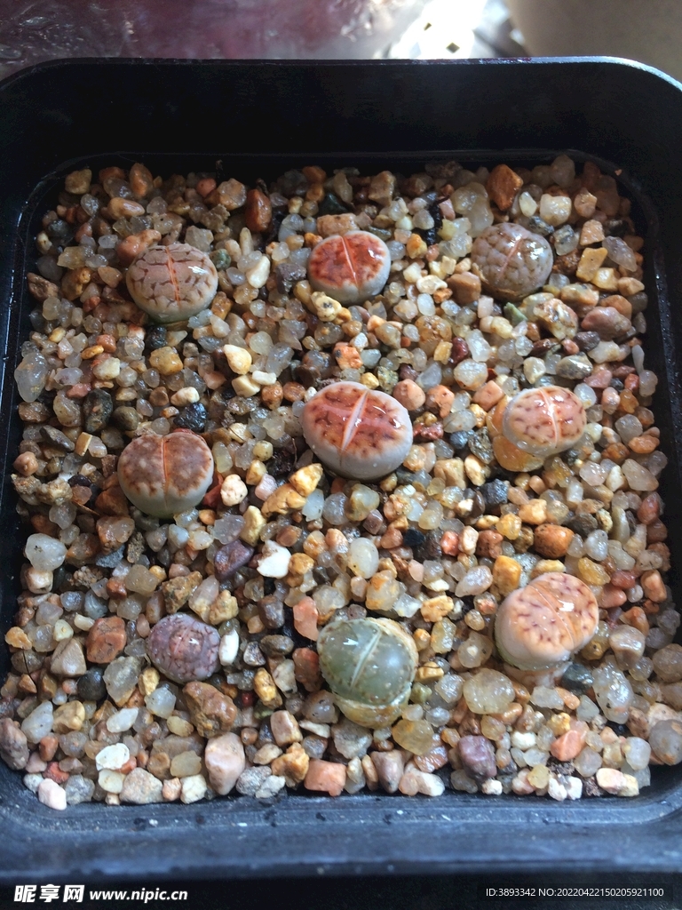 生石花