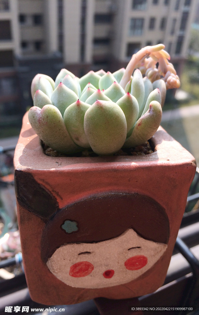 多肉  植物  肉肉  花  