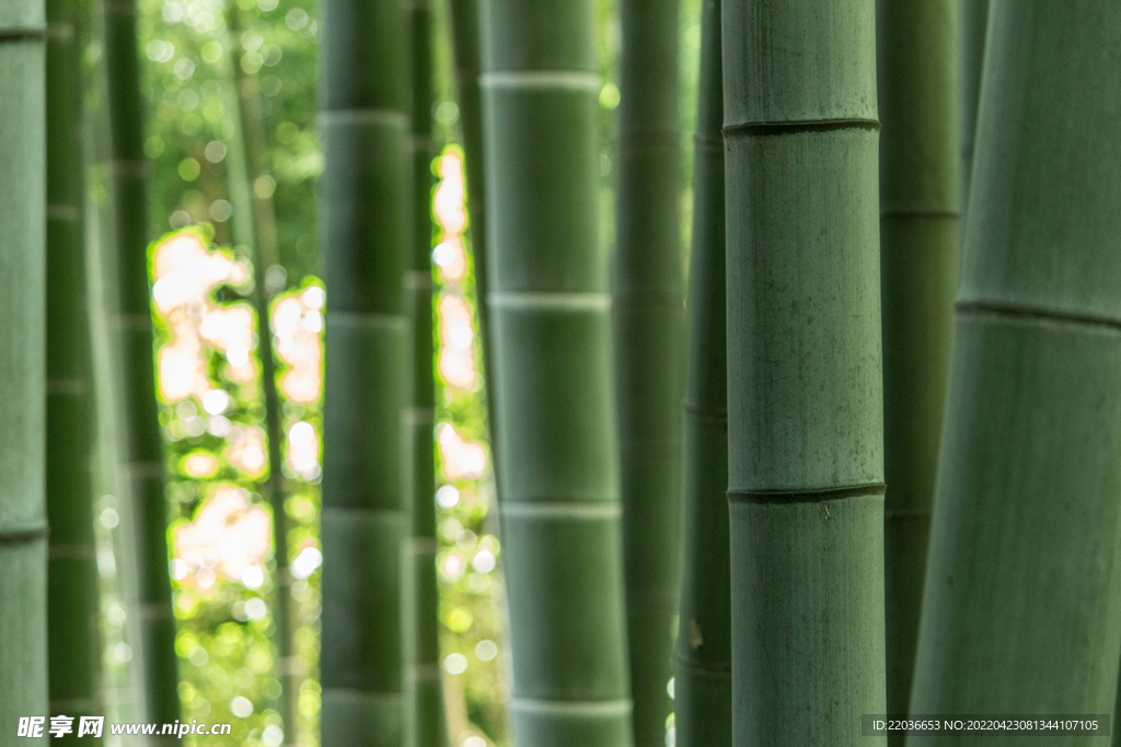 绿色竹林景色