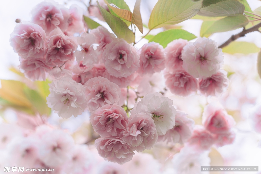 樱花特写风景摄影