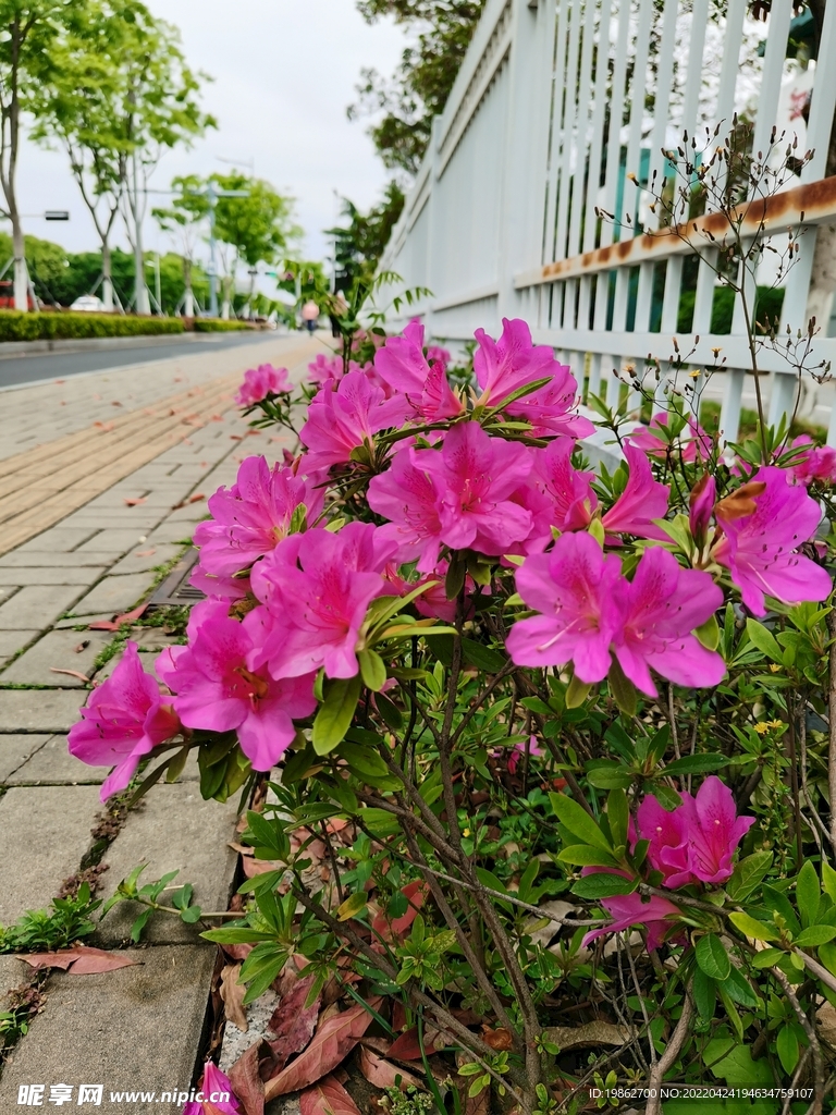 春天花卉风景红花 