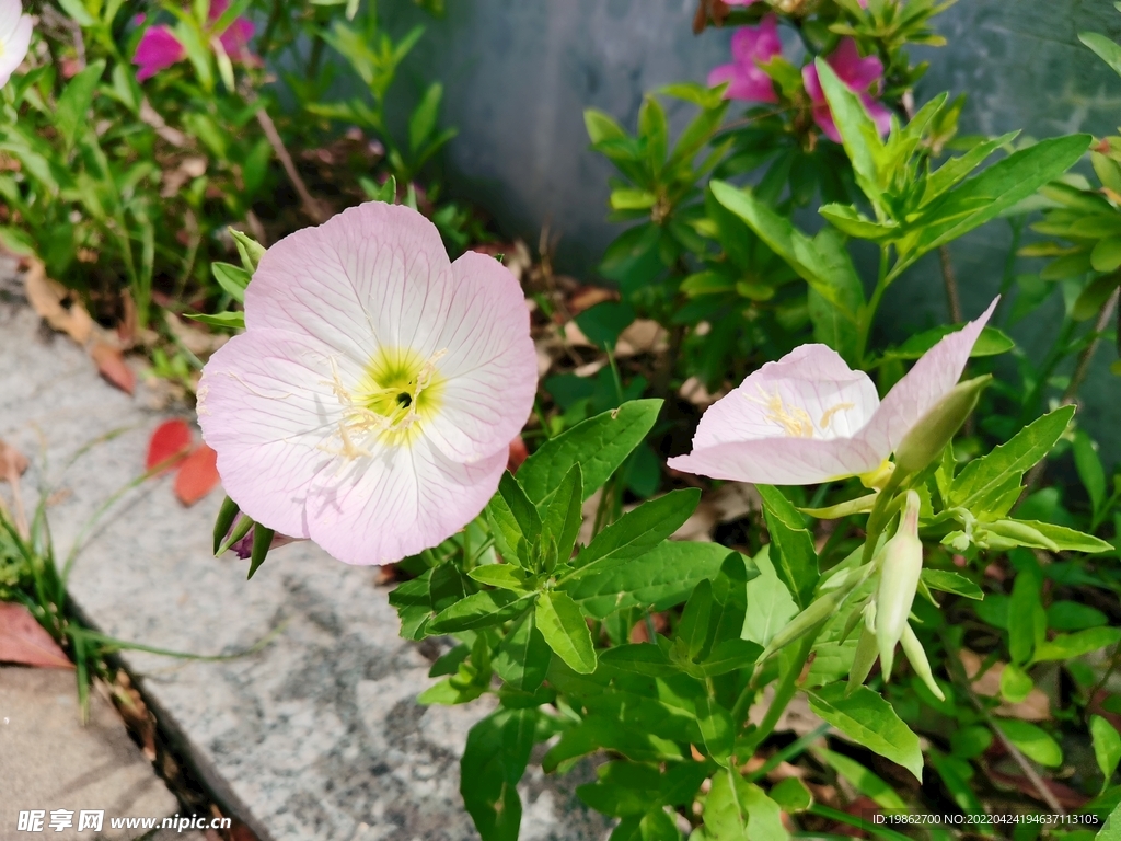 春天花卉风景淡粉花 