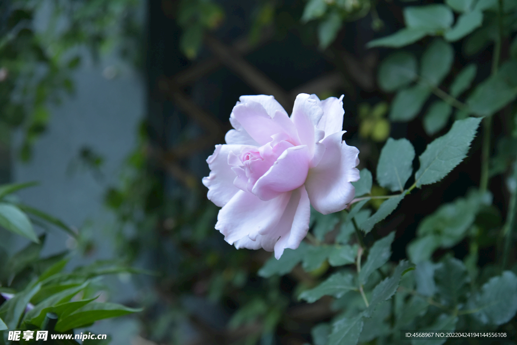 月季花