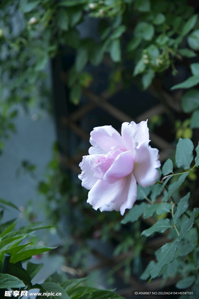 月季花