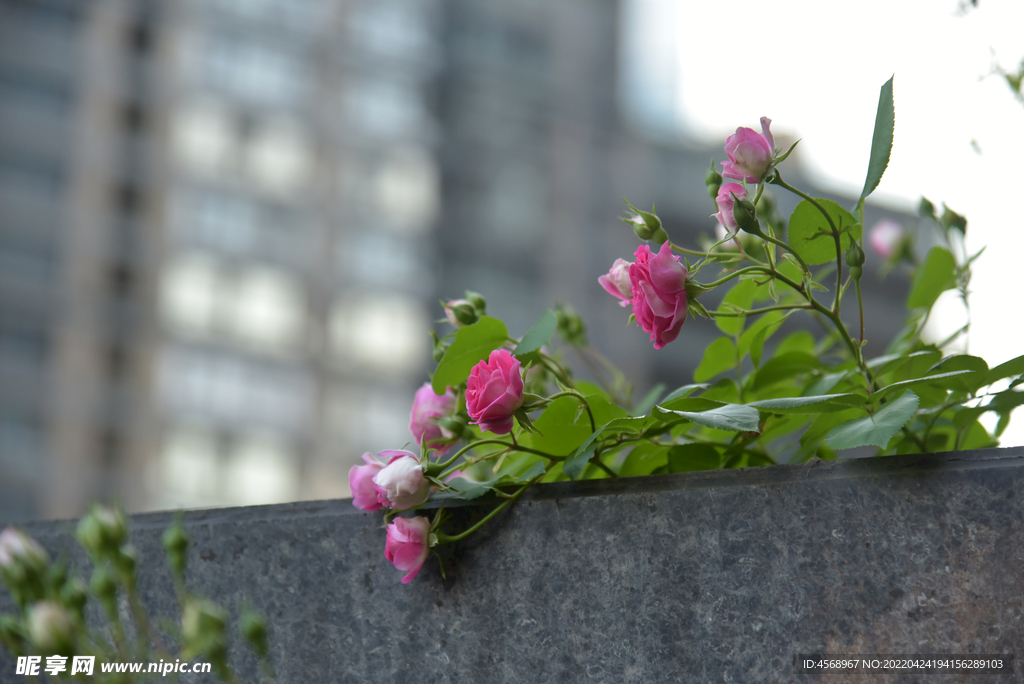 月季花