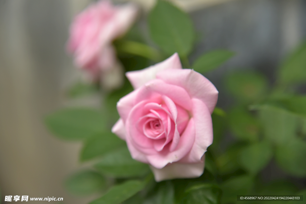 月季花