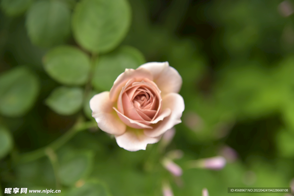 月季花