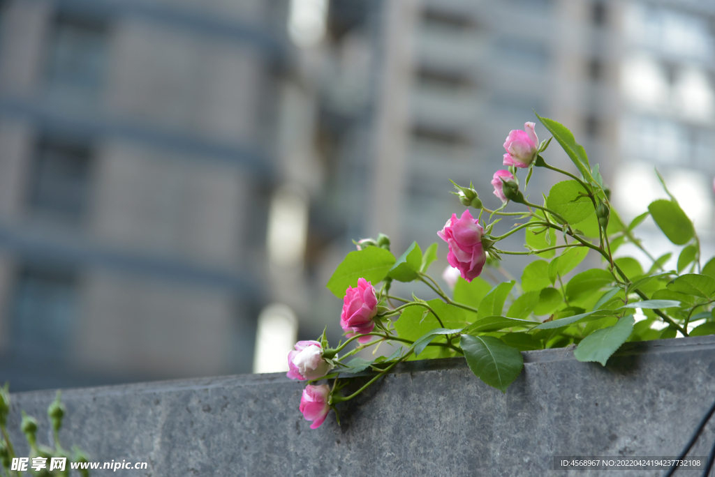 月季花
