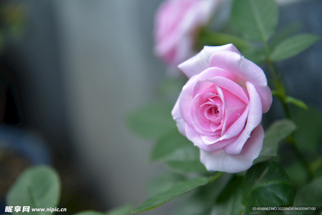 月季花