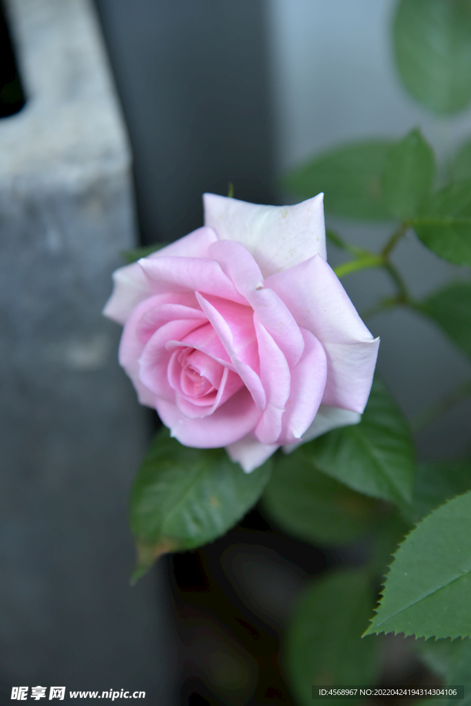 月季花