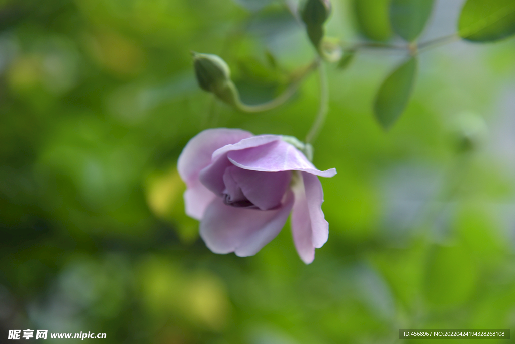 月季花