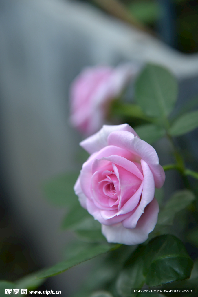 月季花