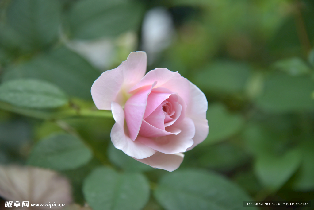 月季花