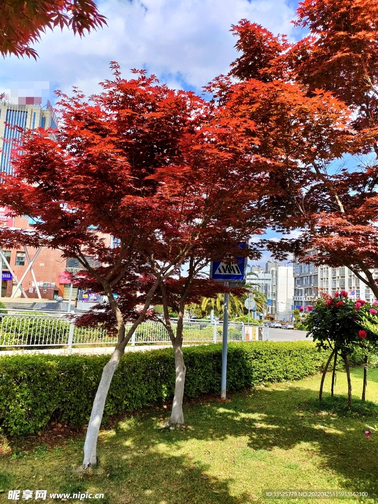 树